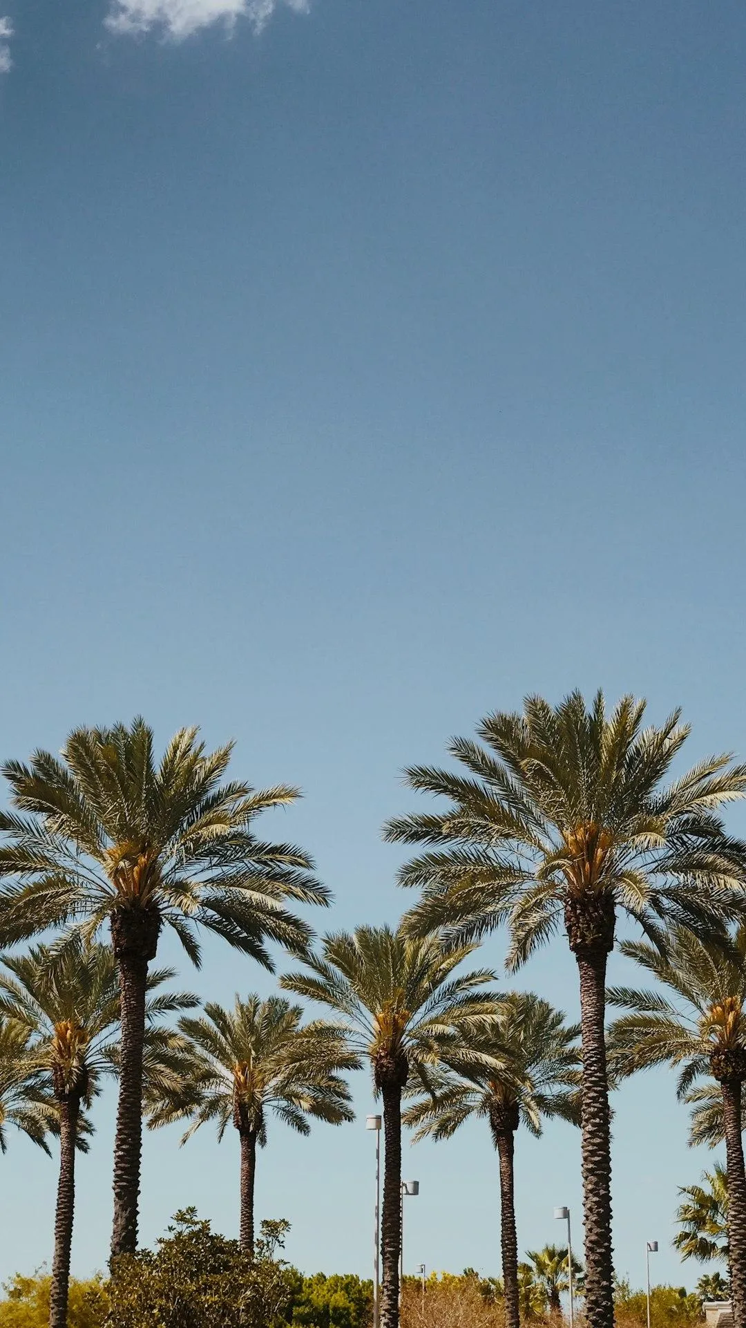 Palm trees at a Miami ATV riding location